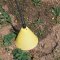 Cooper Pegler Spray Shield Cone Type To Fit Plastic Lances 741721
